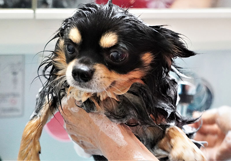 小型犬平日限定シャンプーし放題定額制コース始めました！